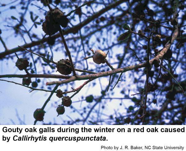 Gouty oak galls 